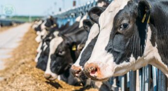 10 Rahasia Ampuh Membuat Daging Sapi Empuk dan Lezat