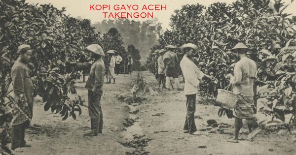 Kopi Aceh Gayo Takengon