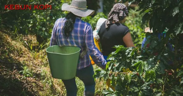 Wajib Coba! 7 Jenis Kopi Indonesia yang Legendaris Tak Terlupakan