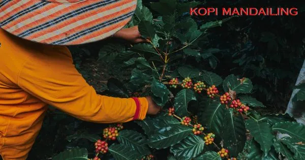 Perlu Anda Ketahui tentang Kopi Mandailing: Asal, Rasa, dan Kualitas